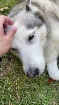 Installing a Pool- Part 1: Leveling and Building