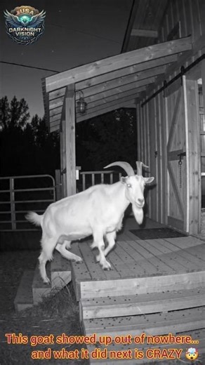 You Won’t Believe What This Goat Did at 2:44 AM | Caught on Camera 😳#short #viral #trending