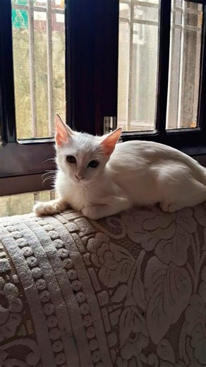 cute cat #kitten​ #catvideos​ #cat​ #cats​ #catlover​ #catlovers​ #kittens​ #kittenvideos​