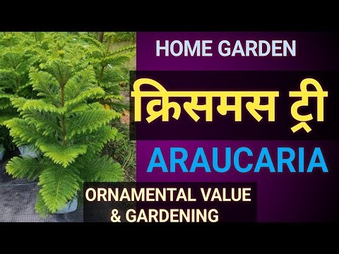 Christmas tree (Araucaria heterophylla); Health benefits, ornamental use & gardening #biodoors 