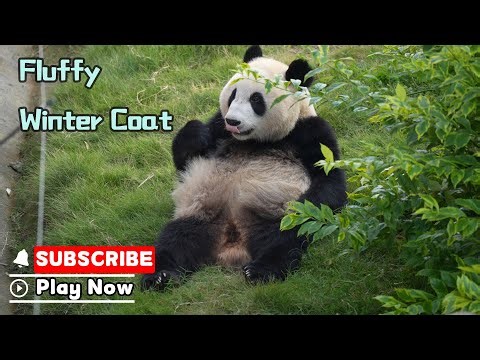 I’m So Jealous Of The Panda’s Fluffy Winter Coat! | iPanda