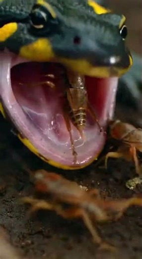 Tiger Salamander vs Cricket Swarm 🦎⚡ Round 2 Who Wins 01012026 C849D