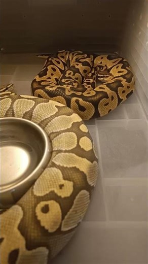 Post-Lock Progress! Lesser Pos Mahogany Now Bowl Wrapping