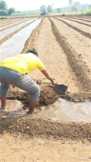 Agriculture #khetiwadi #farming #farmerlife #shorts