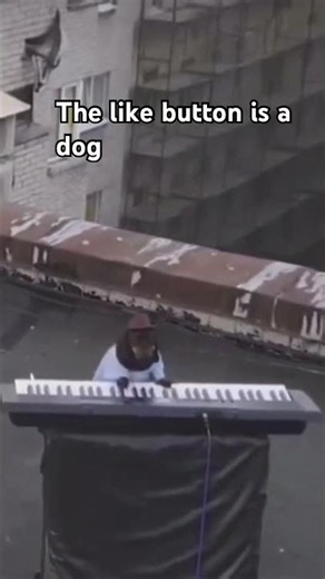 Music #dog