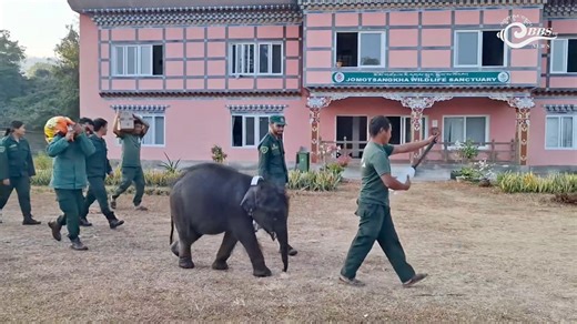 𝐑𝐞𝐬𝐜𝐮𝐞𝐝 𝐞𝐥𝐞𝐩𝐡𝐚𝐧𝐭 𝐜𝐚𝐥𝐟 𝐊𝐚𝐫𝐦𝐚 𝐑𝐚𝐲𝐠𝐞𝐥 𝐭𝐫𝐚𝐧𝐬𝐟𝐞𝐫𝐫𝐞𝐝 𝐭𝐨 𝐑𝐨𝐲𝐚𝐥 𝐌𝐚𝐧𝐚𝐬 𝐍𝐚𝐭𝐢𝐨𝐧𝐚𝐥 𝐏𝐚𝐫𝐤 𝐚𝐟𝐭𝐞𝐫 𝐫𝐞𝐡𝐚𝐛𝐢𝐥𝐢𝐭𝐚𝐭𝐢𝐨𝐧 Karma Raygel, a young male elephant calf rescued from a deep gorge at Borla near Jomotsangkha in Samdrup Jongkhar on 12 March 2025, has been transferred to Royal Manas National Park for continued care. Found severely dehydrated and injured, the calf received immediate veterinary treatment and nourishment at Jomotsangk