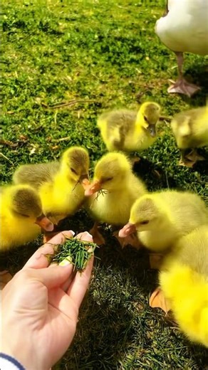 Duck / duckling