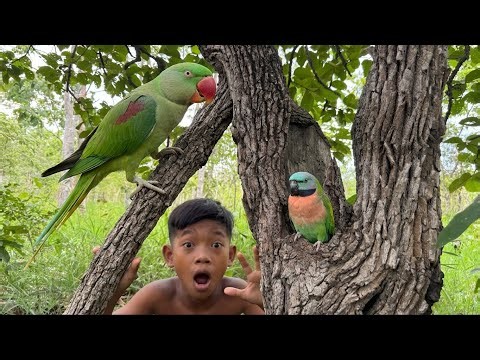 Amazing! Rare parrot in the wild 😱🦜🦜❤️#love #dance