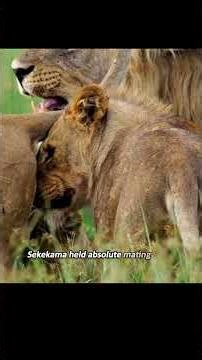 The cub approached the lioness and enraged the lion king, ultimately paying with his life.