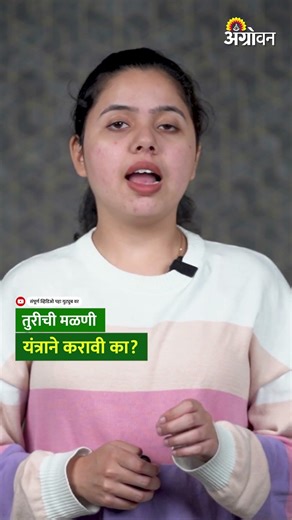 Tur Harvesting: तुरीची मळणी यंत्राने करावी का? | Agrowon