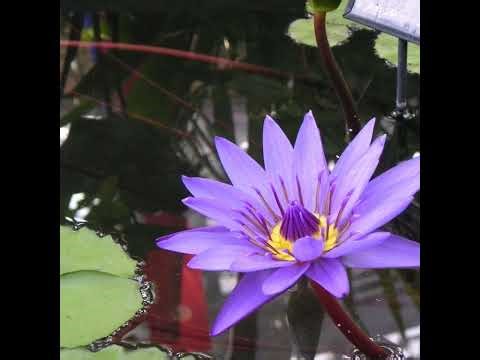 Minecraft test (Java Edition 26.1.1)