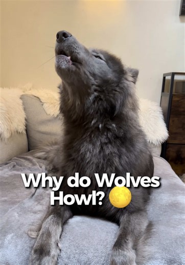 Why do Wolves Howl? 1. Communicate location A wolf’s howl can travel up to 6–10 miles (10–16 km) in open terrain. It helps separated pack members relocate one another during hunts or territory patrols. 2. Strengthen social bonds Group howling reinforces pack cohesion. Studies show wolves respond more strongly to the howls of familiar pack members than to strangers — proving it’s deeply social and relationship-based. 3. Defend territory Howling advertises occupancy and warns neighbouring packs. I