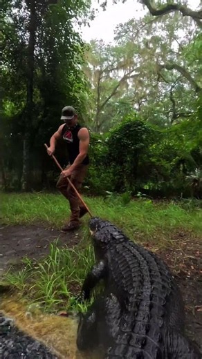 Deadly gator chase