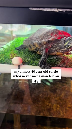 Red-Eared Slider Turtle Lays Egg After 40 Years