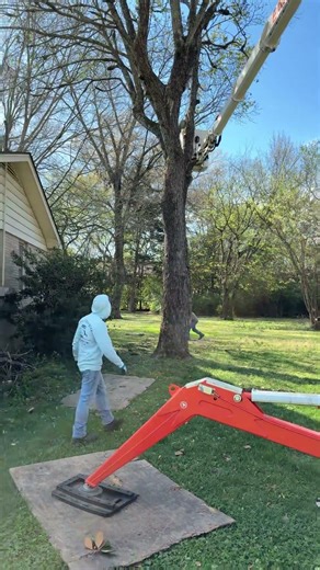 Monster Maple Tree Coming Down!!!