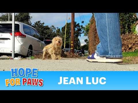 A dog was tied to a street sign and then abandoned.