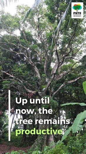 PHILIPPINE NATIVE TREE: PILI