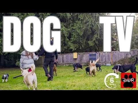 Dog Daycare TV 🐶6 Hours of Fun Playtime for Dogs | Prevent Boredom & Separation Anxiety
