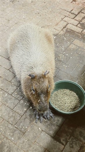 Capybara Bonnie’s Evening Dinner Time Cuteness Overload