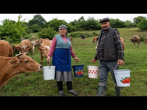 🧀🥛 Cheese Making | Mozzarella Cheese from Fresh Milk 🥛🧀