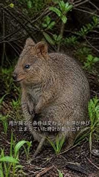 Quokkas: The Embryo Pause That Waits for a Better Season