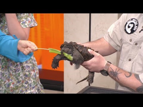 Ali's Reptile Den: Getting To Know Reptiles & Bugs