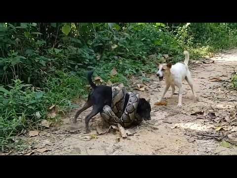 Dog Trapped by Huge Python on Forest Road