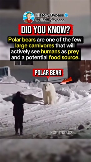 Why You Should Never Run From a Polar Bear #shorts