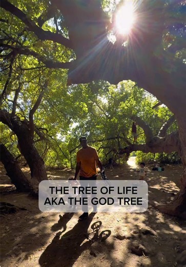 The Tree Of Life — hidden Boise riverside spot