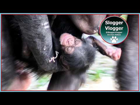 Watch Alice and Her New born Chimp Bond