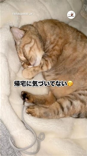 🐱「帰ってたのー？」｜PECO