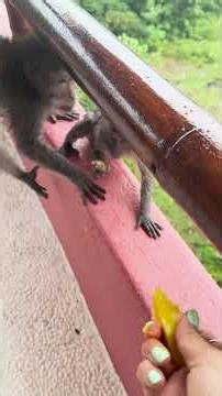 Monkeys Take Over Bali Balcony
