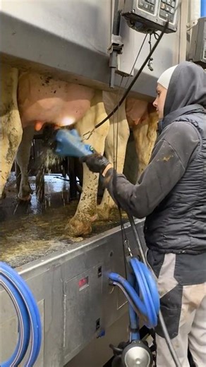 🐄✨ From Cleaning to Innovating: A Day in the Life of Dairy Modern Farm Girls