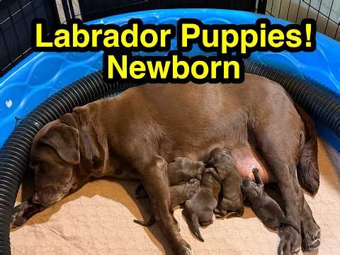 Labrador Retriever Puppies! Newborn!