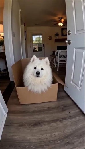 Cute Dog Prank Goes WRONG!