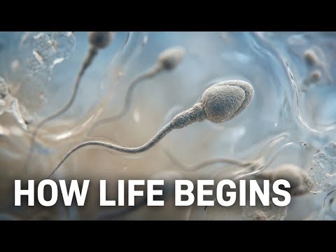 How a Human Baby Is Formed Inside the Body