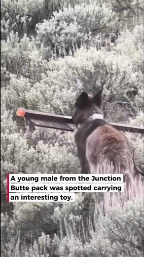 Wolf Carries No Hiking Sign Around Like a Stick