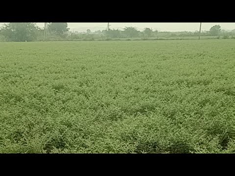 Indian Village Farmer is live