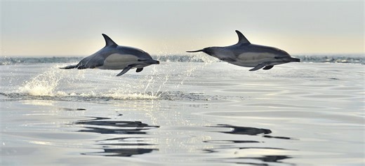 Why dolphins swim so fast