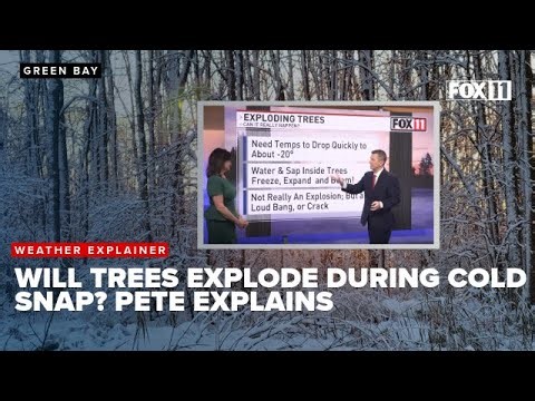 Will trees really explode during the cold snap? Pete explains