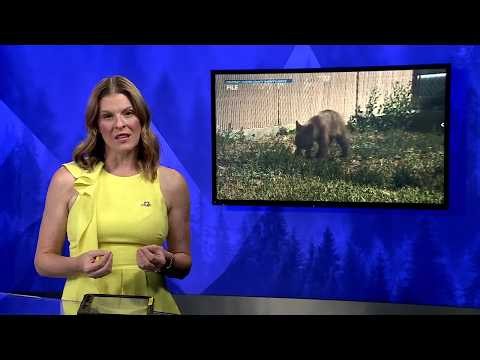 Bear euthanized after attacking angler in Jefferson County