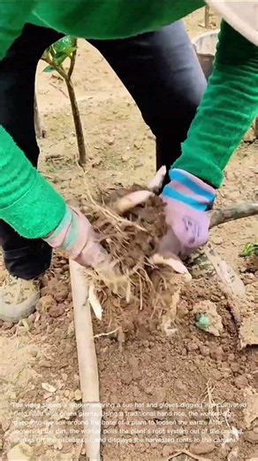 Harvesting Crop Roots: Worker Digs Up Plant Roots with a Hoe in the Field