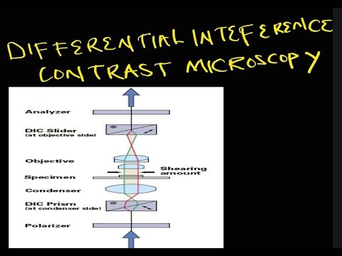 DIFFERENTIAL INTERFERENCE MICROSCOPY (DIC):