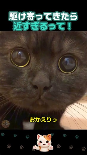 駆け寄ってきた黒猫、まんまるおめめが近すぎる！