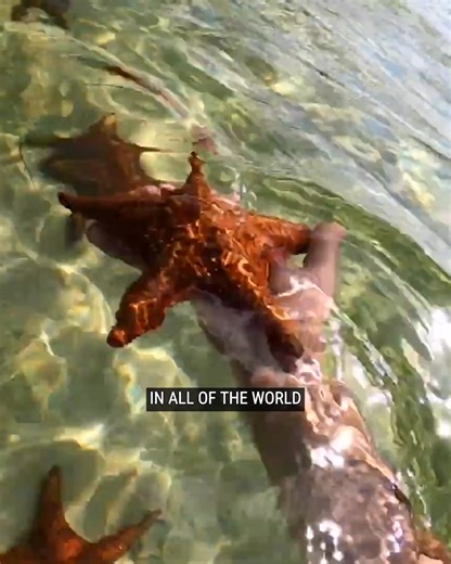 We Found SEA STARS! | Brave Wilderness