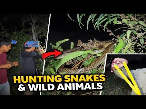 Hunting Snakes and Wild Animals in the Deep Forest | Survival Skills & Adventure