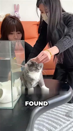 Owner Built an Aquarium the Cat Actually Uses