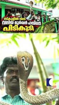 സ്‌കൂളിൽ നിന്ന് വലിയ മൂർഖൻ പാമ്പിനെ പിടികൂടി #SnakeMaster #VavaSuresh #cobrasnake
