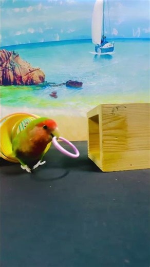 Bird Training:smart lovebird parrot l smart little cute parrot #training#smartparrot#cute