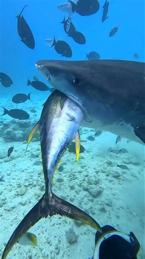 Just One Second Away from Becoming a Shark’s Prey!
